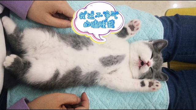 素力高金装官方授权店:蓝猫一个半月左右，原主人让我买幼猫粮喂就可以，请问是这样吗？ 金装素力高防伪查询