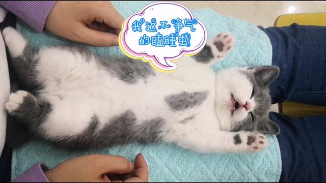 适合英短蓝猫幼猫猫粮:学生党养猫，一岁多蓝猫换猫粮应该换什么？ 适合英短蓝猫的猫粮