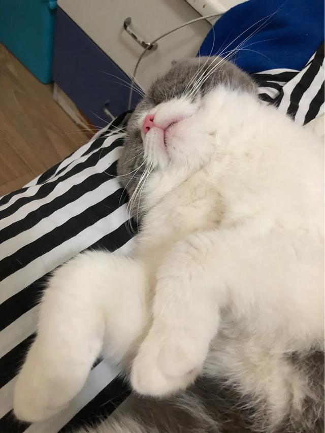 萌猫咪图片:我想大量云吸猫！请有猫咪的友友们发些你家猫咪的萌照给我看看？ 猫图片大全可爱