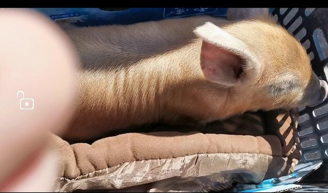 育肥猪口蹄疫的治疗:二百多斤如猪打几毫升的口蹄疫苗？