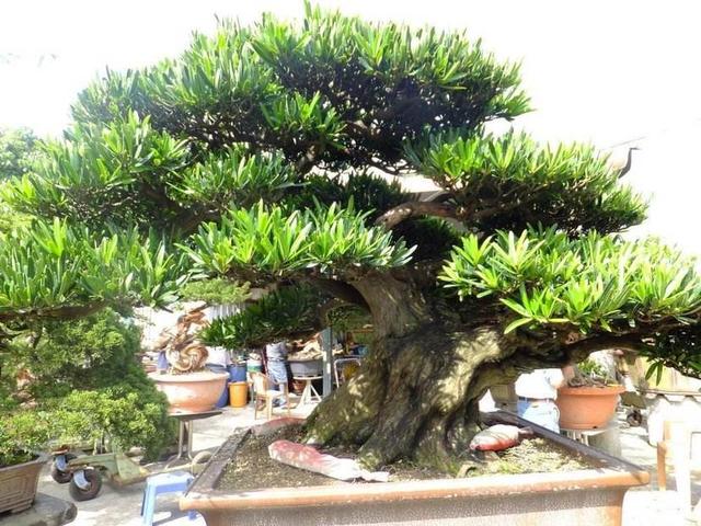 魔南景天夏季落叶怎么办:夏季盆景适合室外养护还是室内养护？