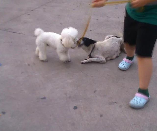 萨摩耶犬图片:萨摩耶犬和阿拉斯加犬，你会选择养哪个？ 萨摩耶犬图片 幼犬
