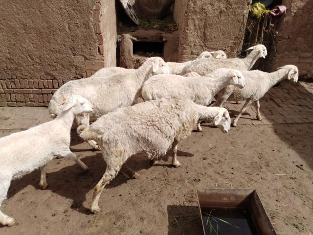 无脖牧羊犬遭弃 腾讯:“北京30套房小哥：人一闲就废了”，如果你有十套房还工作吗？