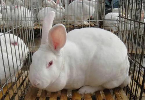 獭兔养殖:獭兔养殖成本利润分析 如何安全地引进獭兔种兔进行养殖？