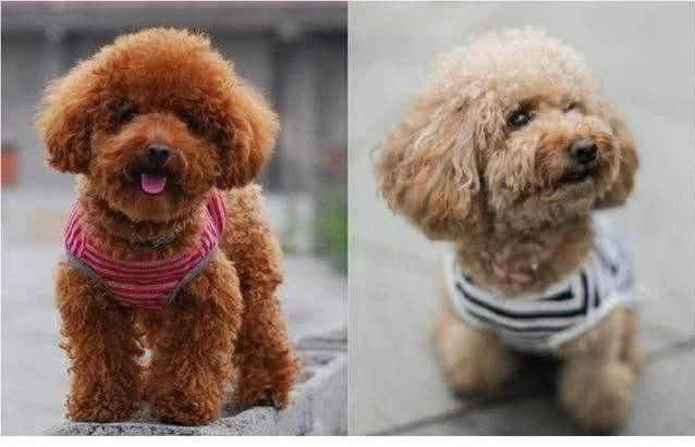 贵宾犬:贵宾跟泰迪的区别是什么？