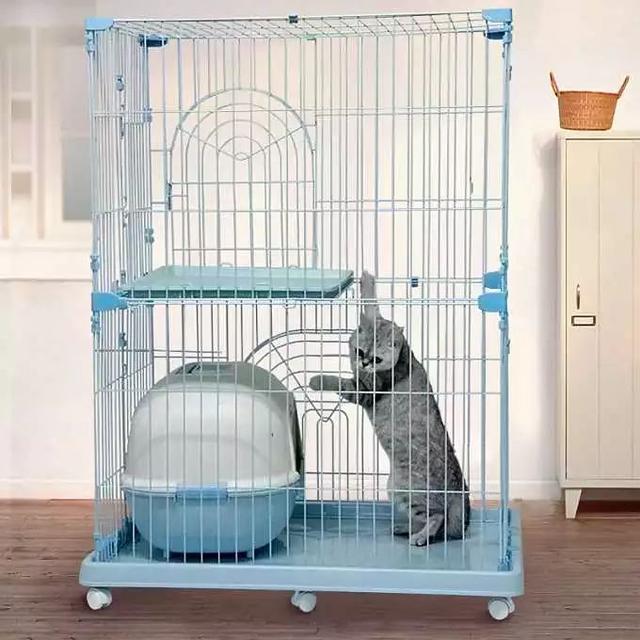 赛维洛犬菌清哪里有卖:为什么有的小奶猫会容易得猫癣、奶癣？