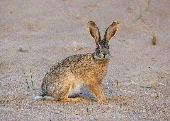 兔子怕冷吗?(难得糊涂6j7n的回答,0赞)