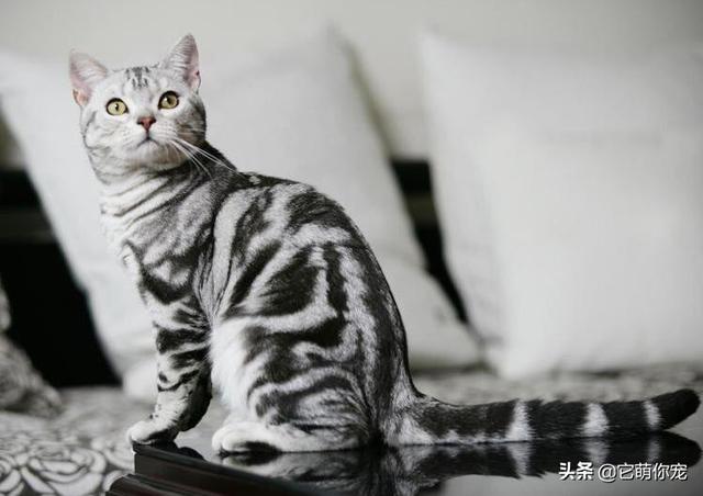 那就养一只布偶猫吧:现在养布偶猫的人多吗,好养吗？