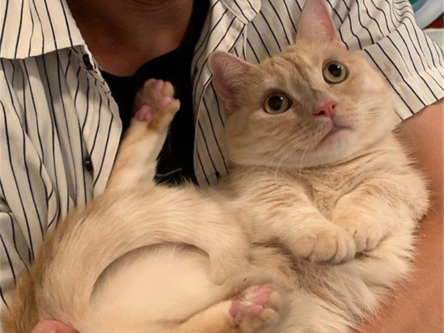马恩岛猫问答:流浪猫为什么不吃馒头？它不是肚子饿吗？