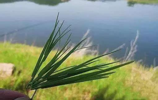 动物之森矛尾鱼雨天大海:鱼苗培育需要大量的浮游动物，那么浮游动物都是怎样培养的呢？