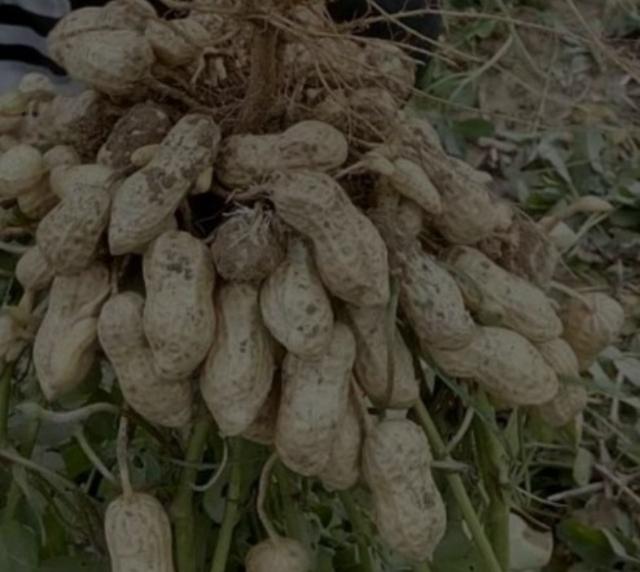 头条问答 花生一穴种几粒种子合适 怎么种 68个回答