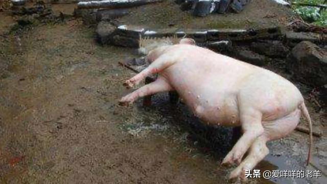 养一群微型猪是什么体验:手工杀猪是一种什么体验？