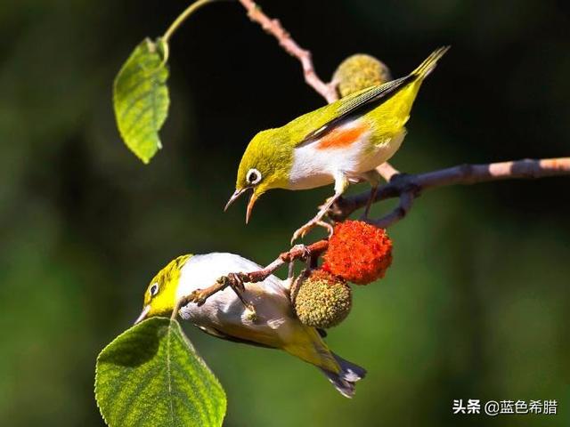 “钢铁侠”唐尼咏春出师！他对中国武术的痴迷长达18年，终于毕业，既然李小龙师从叶问，为什么在他的电影中不用咏春拳和人对打