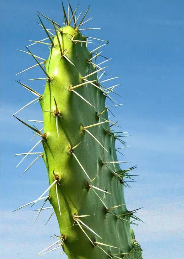 仙人掌有刺什么原因
