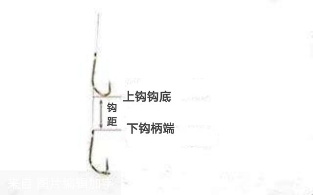 在绑鱼钩时,两个鱼钩的间隔距离是多少？钓鲫鱼和鲤鱼有区别吗？为什么？