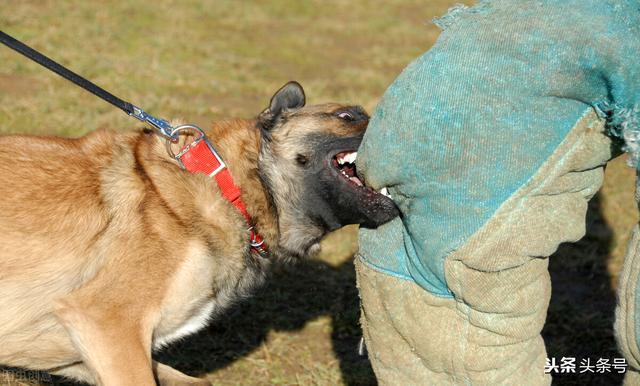 法国獒犬伤人:为什么传统文化中对狗会褒贬不一？ 西班牙獒犬咬人