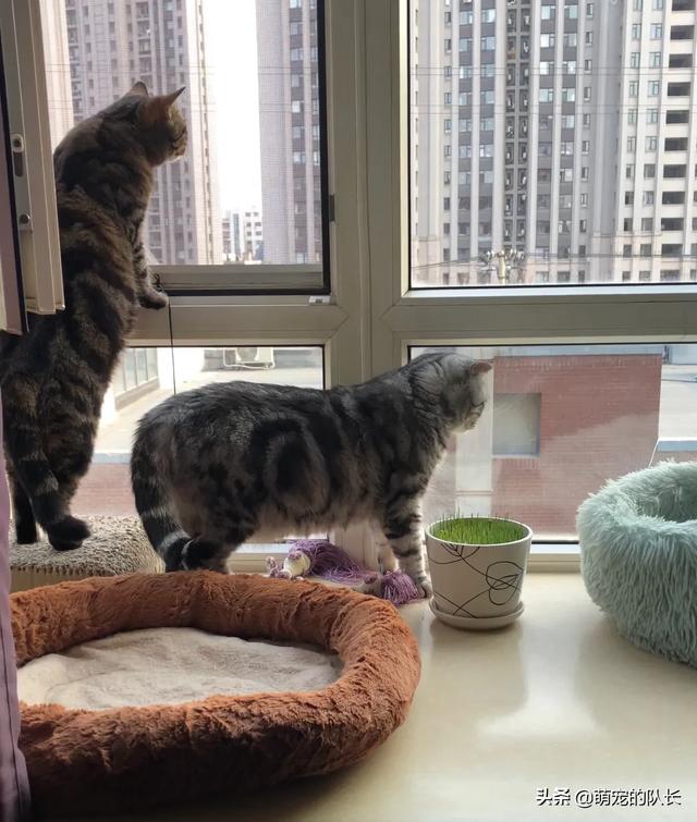 加菲猫和美短哪个好养:美短和英短哪种比较好养不易生病？ 加菲猫和美短哪个贵