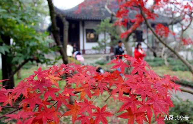 高山金翅雀图片:苏州十大名山中，你最喜欢的是哪一座？