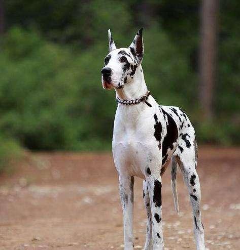 图文 世界名犬no 25全世界最大的狗狗之一 大丹犬 真的是高大威猛 大丹犬厉害吗 Www Chongwu56 Com