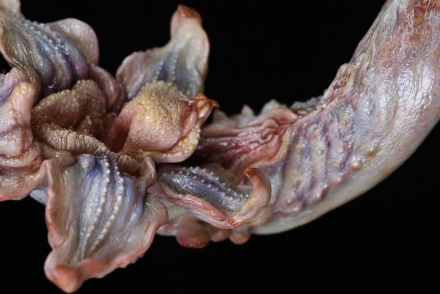 尸香魔芋花:《鬼吹灯》系列中比较邪门的事物有哪些