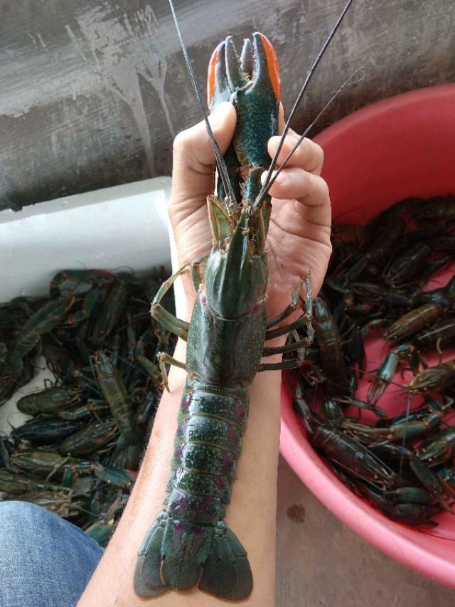 澳洲梗犬吃什么:澳洲淡水龙虾不吃东西怎么解决？