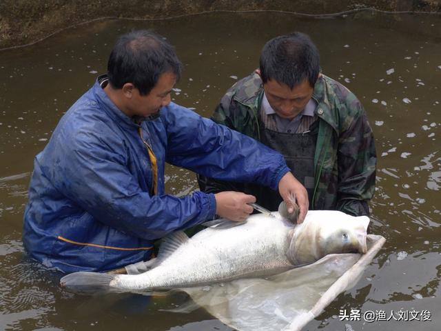 观赏鱼图片大全:跟大鱼说说，那条给你留下“最深”印象的鱼？ 海水观赏鱼品种大全
