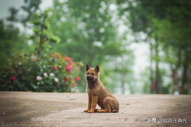 草狗:中华田园犬为什么在没有训过的前提下，知道看家？