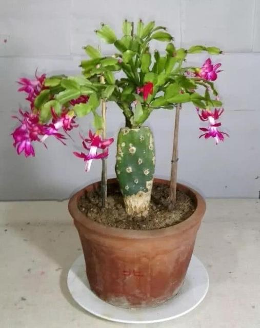 嫁接的蟹爪兰已十年了,现在钻木干老半死不活的,还能救吗？