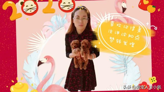 盛来知老年犬粮:老年人养狗有什么样的好处？ 盛来知老年犬粮怎么样