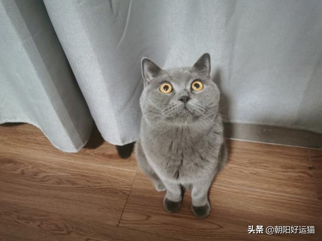 那就养一只布偶猫吧:第一次养猫养起司还是布偶？