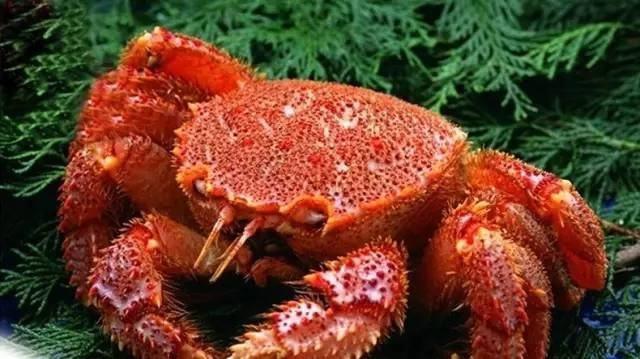 深海黑鳘鱼多少钱一斤:金钱鳘鱼胶好吗？市场上的金钱鳘鱼胶一斤多少钱呢？