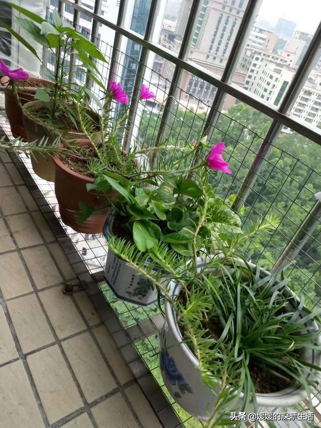 这个是什么花,是太阳花吗？