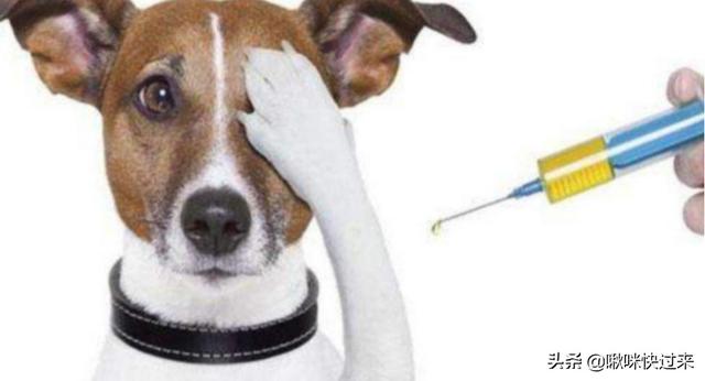 犬细小病毒:狗的细小病毒能存活多久？