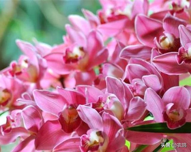 九子大花蕙兰图片大全:大花蕙兰到底什么时候才能开花？怎么做？