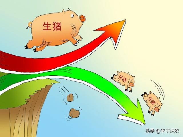 河南2019年4月活体獭兔价格:21年6月猪价还会上涨吗？