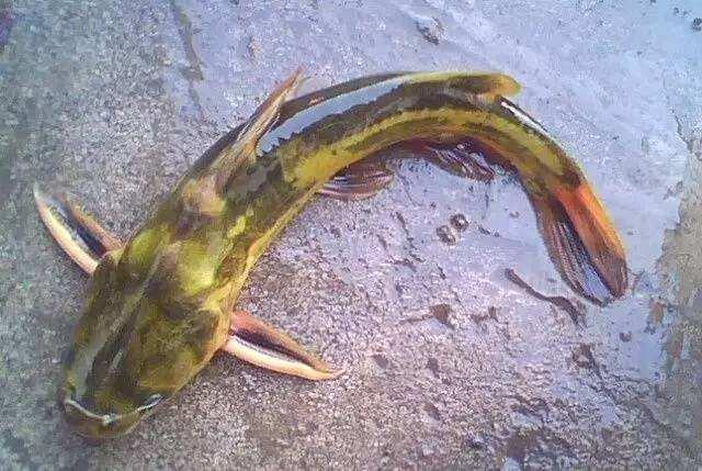 头条问答 - 黄颡鱼怎么钓?(33个回答)