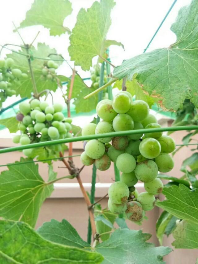 巨峰葡萄保果可以不摘心吗?_生活常识_小高教学网