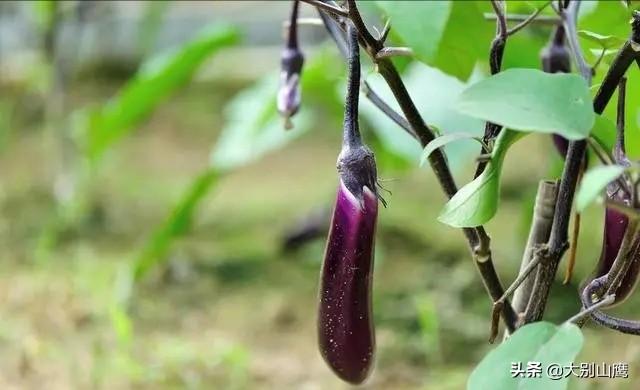自家菜园子种植的茄子开花多,结果少,这是什么原因造成的呢？