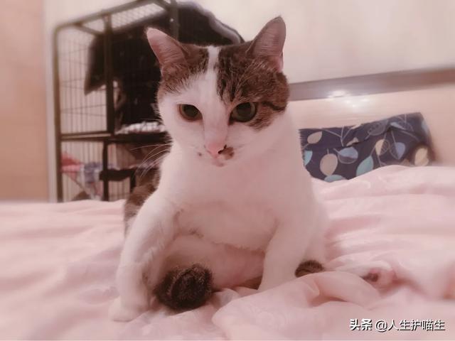 蓝眼白猫脾气好不好:每只猫的性格真的都不同吗？