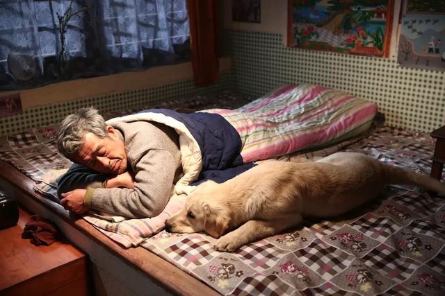 导盲犬小q国语迅雷下载:哪部电影中狗对主人的忠诚感动了你？