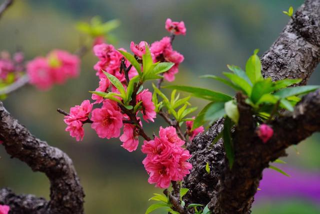 嘉媚乐洋甘菊安肤水:嘉媚乐洋甘菊精油多久有效果 什么是好的纯植物精油呢？