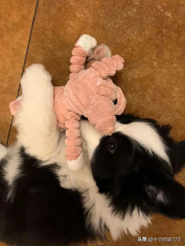 边境犬多少钱一只:想买边境牧羊犬，大概多少钱？