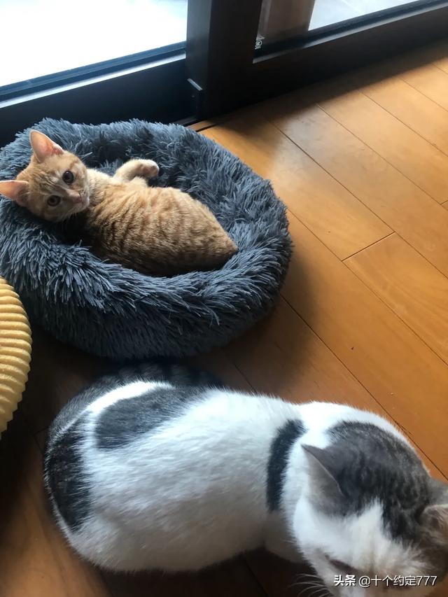 家里没有阳台养猫好吗:家里养猫，住高楼层，需要注意什么？