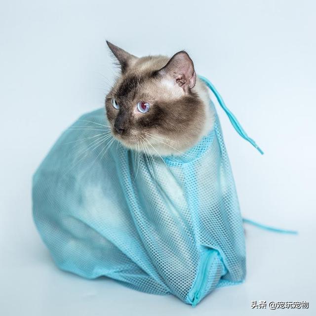 叭咪宝维生素:养猫的朋友看一下，这是猫藓么？
