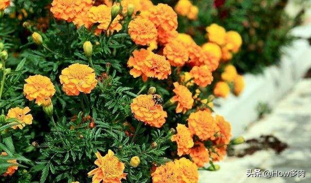 头条问答 万寿菊怎么养护 10个回答