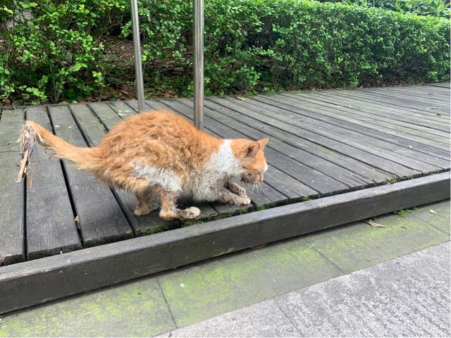 流浪猫和家猫的寿命差:为什么会说猫在外面生活就是流浪，流浪猫就一定是受苦受罪吗？ 流浪猫的寿命一般多少