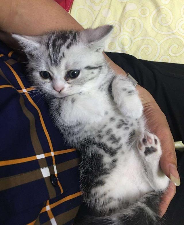 日本猫岛的猫可以抱走吗:自己家养的猫咪被猫贩子抓了怎么办？