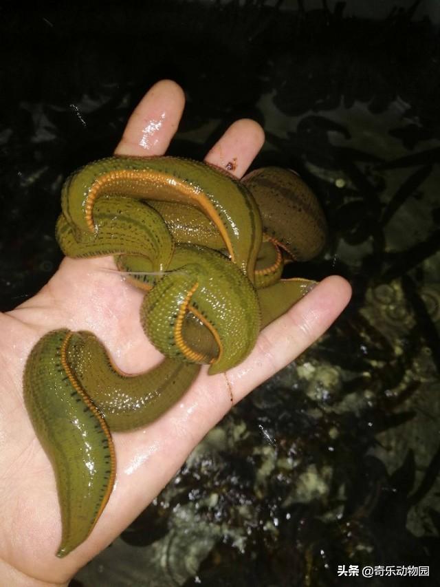 蚂蝗会被鸟吃吗?有什么动物是吃蚂蟥的?