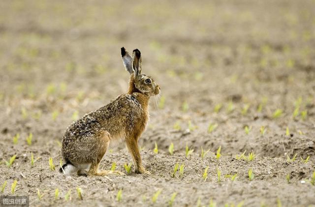 临沂哪有卖野兔子的:农村的野兔受保护以后会不会多的无法控制？