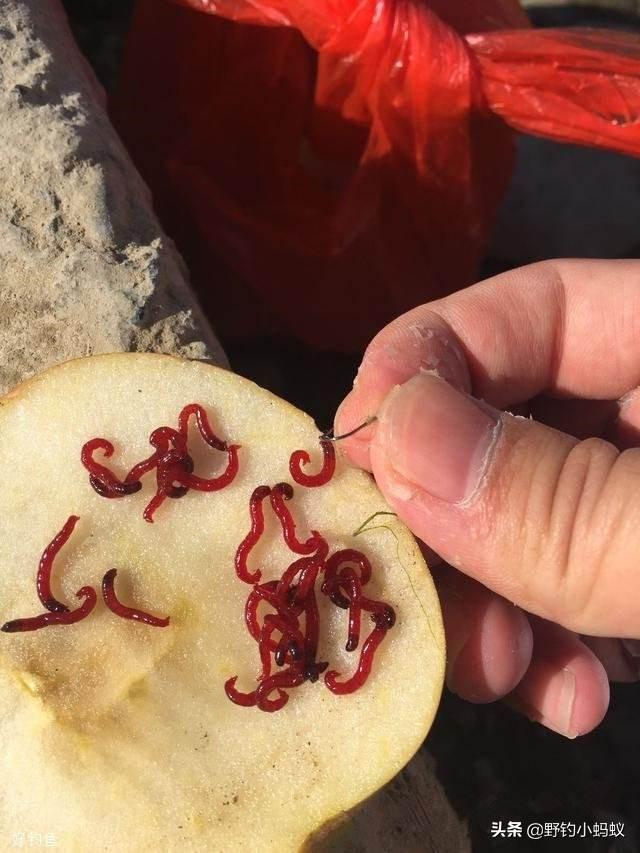 红虫有毒吗:钓鱼红虫能放冰箱里吗？有毒吗？